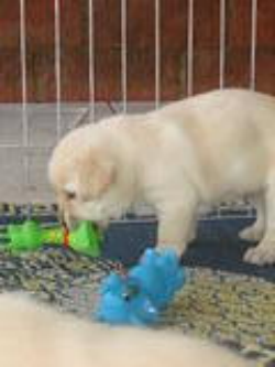 Filhotes Labrador Retriever - Canil Especializado Na Raça