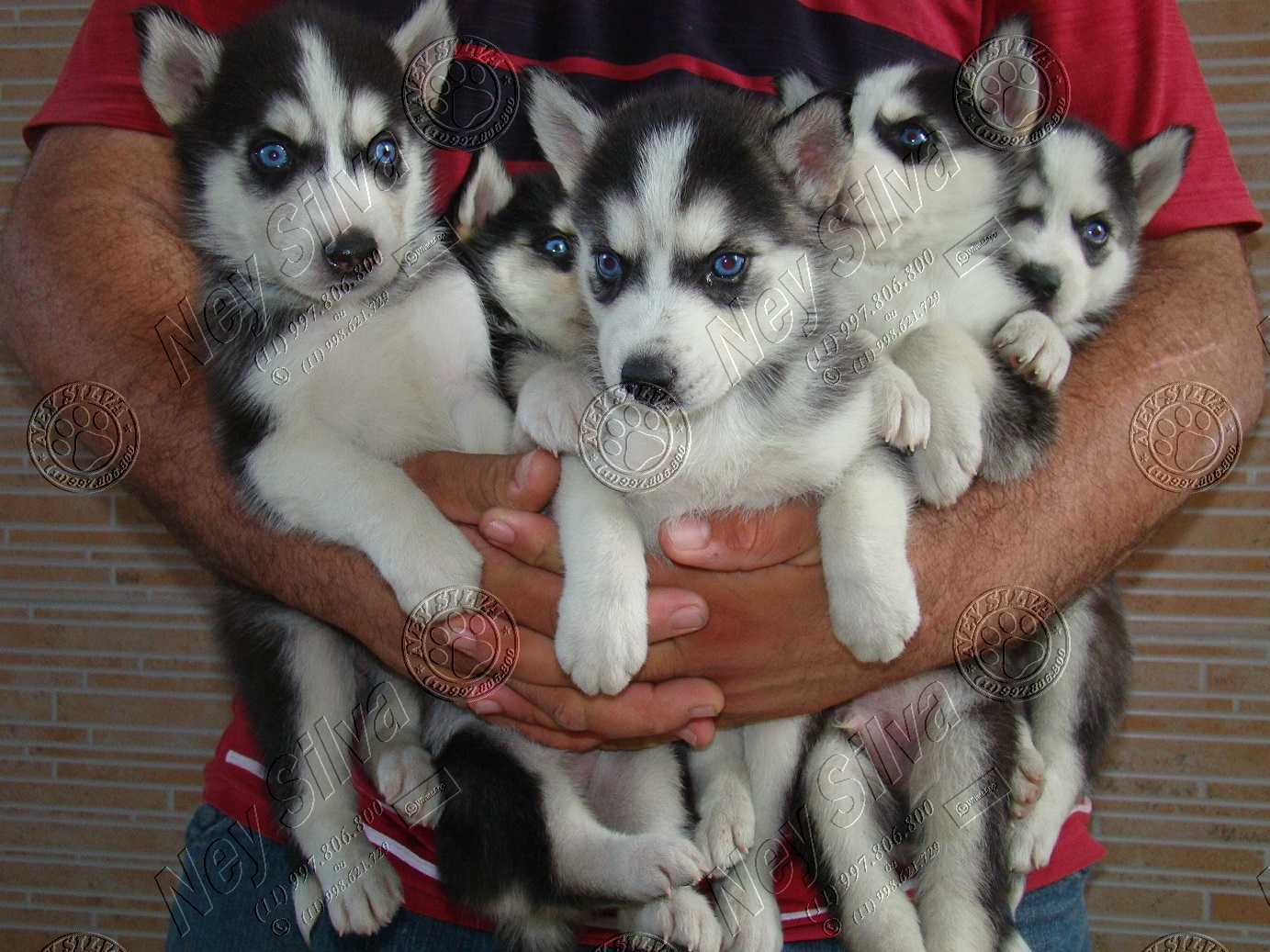 Filhotes de Husky Siberiano a venda