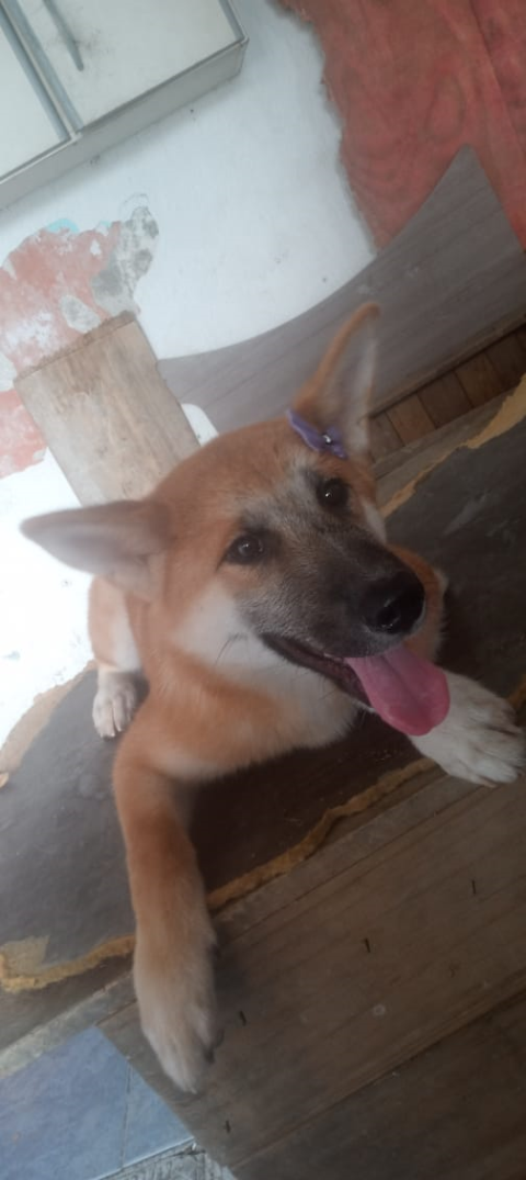 Filhote Akita  Inú pra sempre ao seu lado