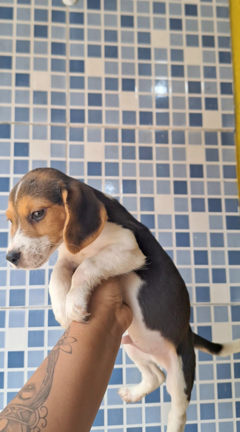 Machinho beagle